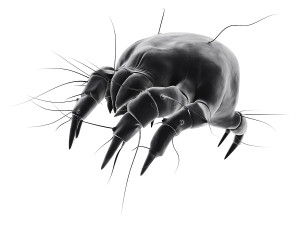 Dust mite Picture